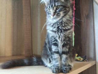 Main coon foto 2