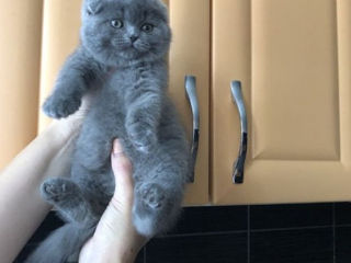 Scottish fold