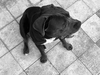 Cane corso foto 3