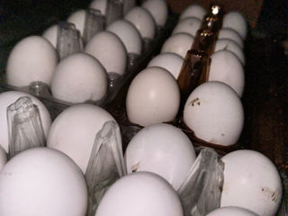Продам Инкубационные яйца Леггорн
