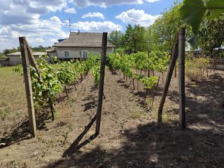 Se vinde casa lîngă traseul principal foto 9