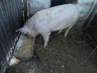 Vind porci crescuți în condiții de casă