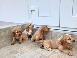 De vânzare Cocker Spaniel