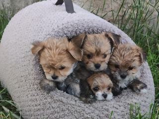 Yorkshire Terrier  foto 3