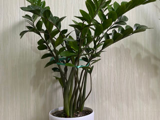 Ficus 1,9 m. foto 2