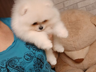 Шикарные малыши mini Spitz's Pomeranian foto 4