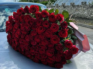 Trandafiri din Tiraspol la pret de acciza de livrare.