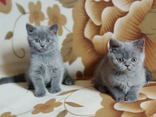 Шотландские котята Scottish fold foto 4