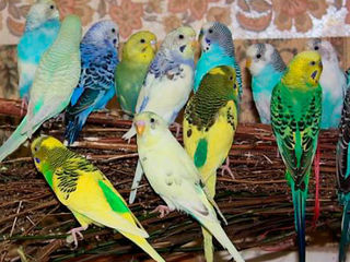 Большая заботливая семья примет в дар для детей, попугаев и любую другую декоративную птицу! foto 2