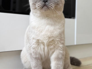 Motan de rasă pentru împerechere ( monta)– invităm pisici acasă la noi.  Кот для вязки ! фото 1