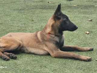 Belgian Malinois de vinzare foto 5