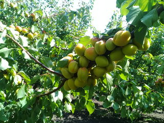 Pomi fructiferi Stenlei foto 3