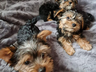 Yorkshire Terrier foto 3