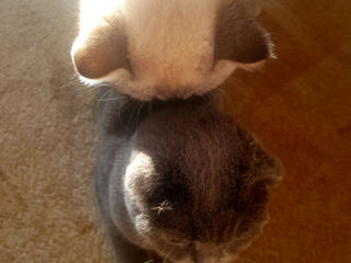 Motan Golden Chinchilla Point (Blue eyes) pt împerechere foto 8