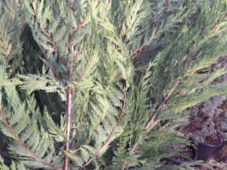 Cupressocyparis leylandii