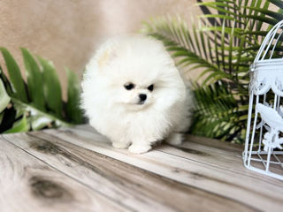 Крошуля... Spitz Pomeranian foto 4