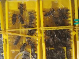 varicoză din cauza obezității varicoză laser înainte și după