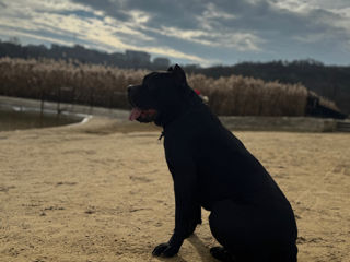 Cane Corso împerechere / вязка