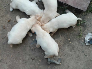 Căței de rasă Labrador Retriver