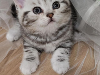 котята породы  Scottish fold & straight!!!