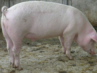 Продаю свиньи живой вес. foto 1