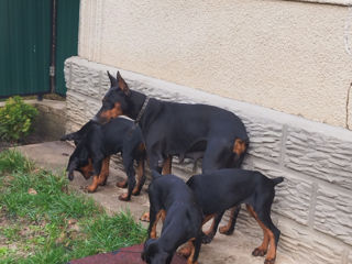 Se vînd caţei de rasă Doberman vaccenaţi.061033259 foto 5