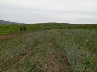 Teren Agricol,  Cătină,  Business agricol la cheie fără investiții foto 6