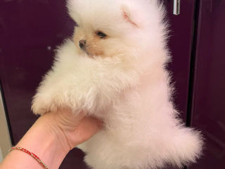 Pomeranian Spitz foto 3