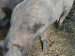 Porci foto 5