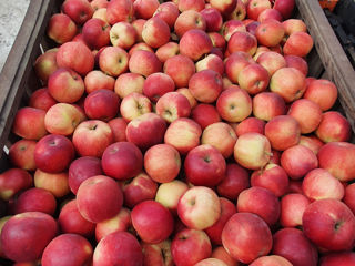 Продается яблоки Айдаред на экспорт/Se vind mere Idared la export. foto 3