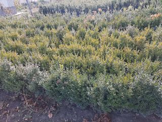 De vinzare.Самшит, samsit, (Buxus). foto 2