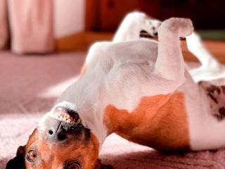 Jack Russel foto 1