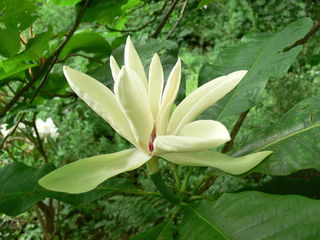 Магнолия трёхлепестная (Magnolia tripelata) foto 2
