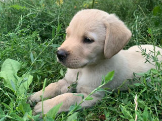 Viînd căteluși de rasă Labrador Retriver de sînge curat