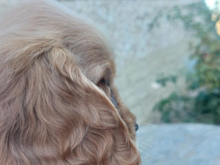 Cocker spaniel