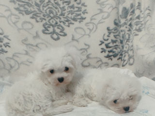 Mini bichon maltese foto 3