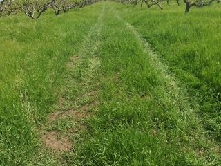 Lot agricol la intersectia Palanca-Tudora, 1km de la Vama Tudora. foto 2