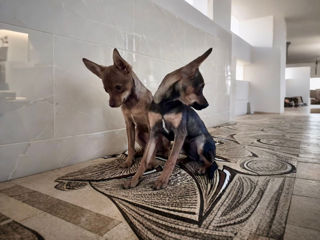 Toy Terrier foto 4