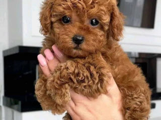 Toy poodle(Той пудель)