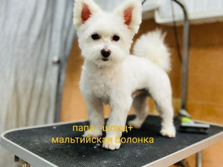 Yorkshire Terrier  foto 5