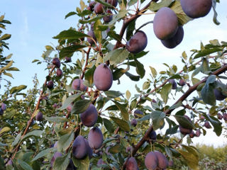 Prune Stanley foto 1