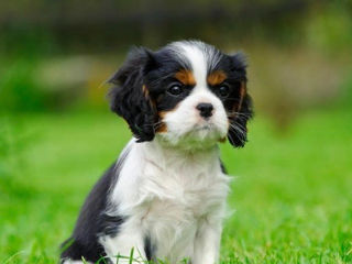 Cavalier King Charles Spaniel cățeluși foto 0