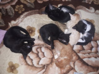 Pisici gratis