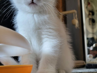 Scottish fold chinchilla!!!