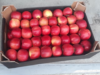 Vindem mere pentru export servicii de sortare . Frigider foto 2