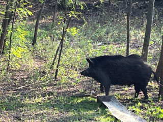 Porc sălbatic