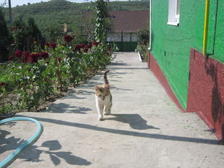 Casa de locuit in comuna Budesti foto 5