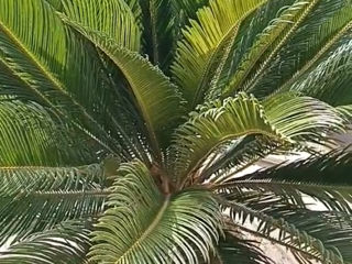 Vind Cycas Palm virsta 22 ani