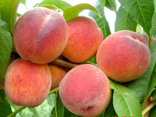 Pomi fructiferi - , persic , gutui ,vișin , migdal , cireș , prăsad ... foto 8