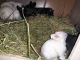 кролики foto 1